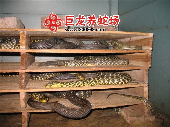 大王蛇商品蛇