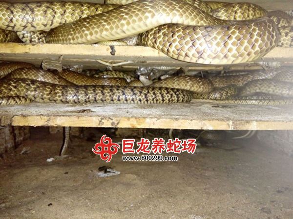 乐九国际娱乐官方蛇商品蛇